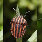 Streifenwanze (Graphosoma italicum)