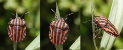 Streifenwanze (Graphosoma italicum)