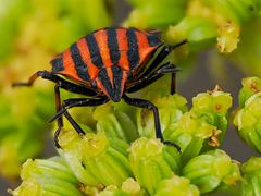 Streifenwanze (Graphosoma italicum)