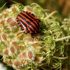 Streifenwanze (Graphosoma italicum)