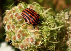 Streifenwanze (Graphosoma italicum)