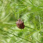 Streifenwanze (Graphosoma italicum)