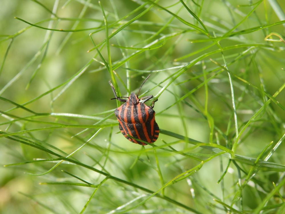 Streifenwanze (Graphosoma italicum)