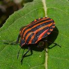 Streifenwanze (Graphosoma italicum)