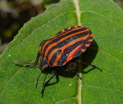 Streifenwanze (Graphosoma italicum)