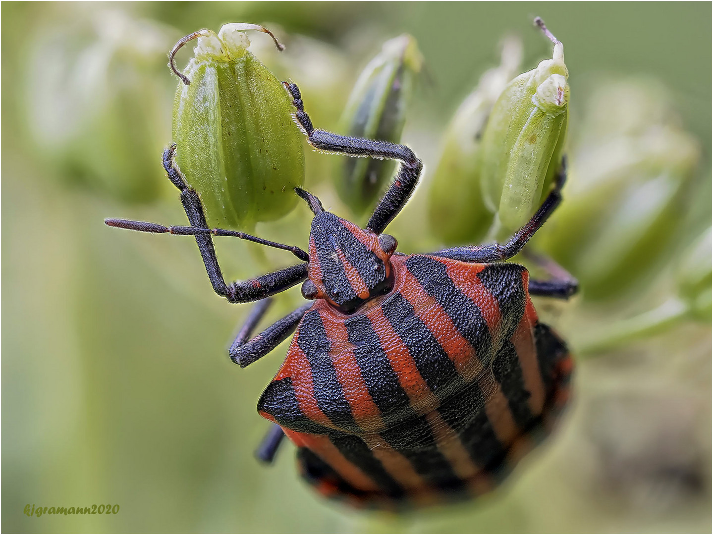 streifenwanze (graphosoma italicum).....