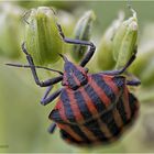 streifenwanze (graphosoma italicum).....