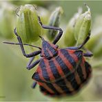 streifenwanze (graphosoma italicum).....