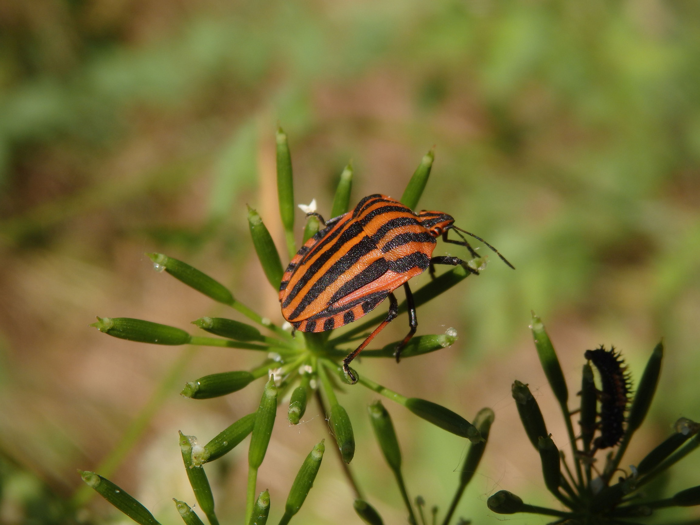 Streifenwanze (Graphosoma italicum)