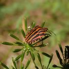 Streifenwanze (Graphosoma italicum)