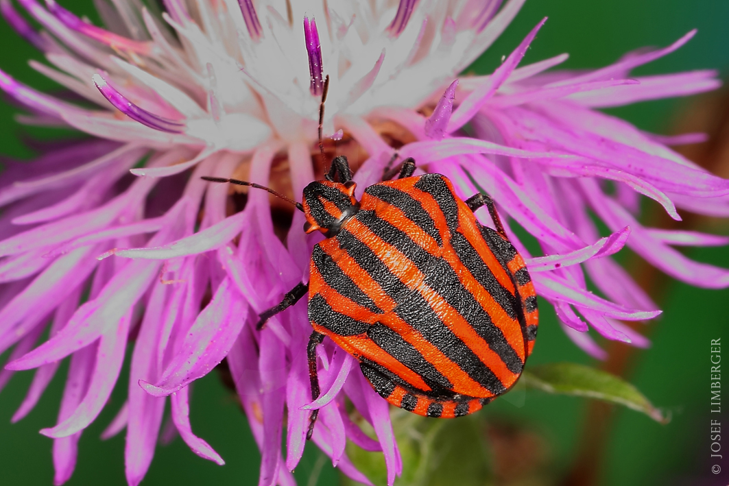 Streifenwanze (Graphosoma italicum) 