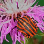 Streifenwanze (Graphosoma italicum) 