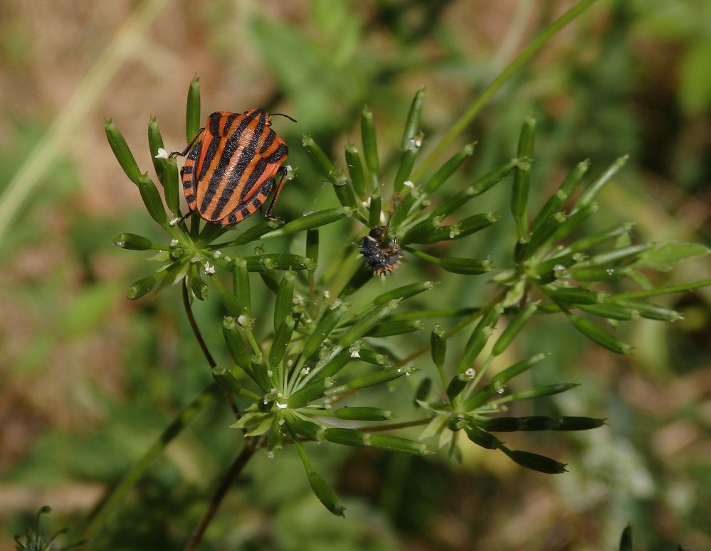 Streifenwanze (Graphosoma italicum)