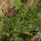 Streifenwanze (Graphosoma italicum)