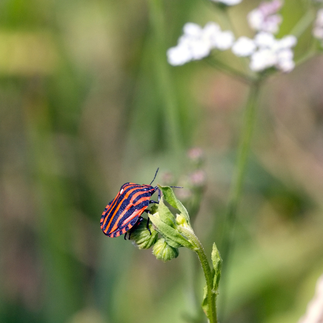 Streifenwanze (Graphosoma italicum)