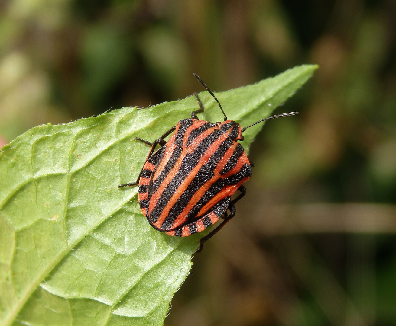 Streifenwanze (Graphosoma italicum)