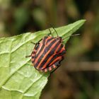 Streifenwanze (Graphosoma italicum)