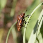 Streifenwanze (Graphosoma italicum) auf Klettertour