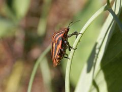 Streifenwanze (Graphosoma italicum) auf Klettertour