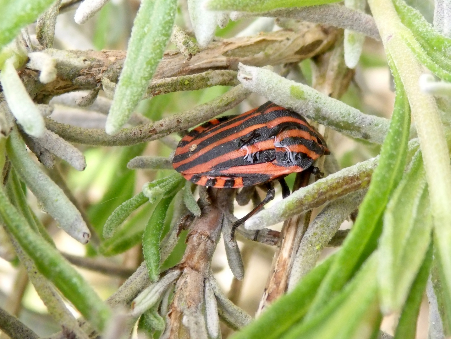 Streifenwanze (Graphosoma italicum) auf Lavendel