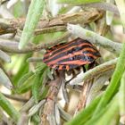 Streifenwanze (Graphosoma italicum) auf Lavendel