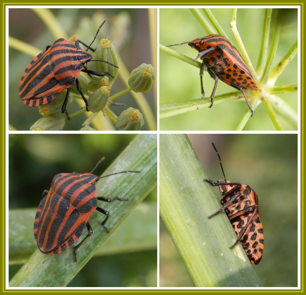 Streifenwanze (Graphosoma italicum) - Bauch & Rücken: beide entzücken !!!