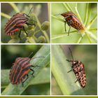 Streifenwanze (Graphosoma italicum) - Bauch & Rücken: beide entzücken !!!