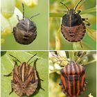 Streifenwanze (Graphosoma italicum) - Jung und alt