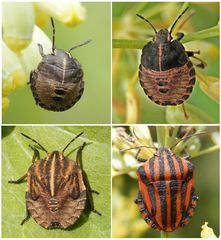 Streifenwanze (Graphosoma italicum) - Jung und alt