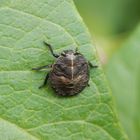 Streifenwanze (Graphosoma italicum) - L4 Larvenstadium