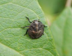 Streifenwanze (Graphosoma italicum) - L4 Larvenstadium