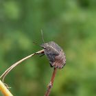 Streifenwanze (Graphosoma italicum) - L5-Larve