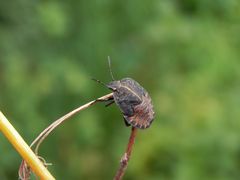 Streifenwanze (Graphosoma italicum) - L5-Larve