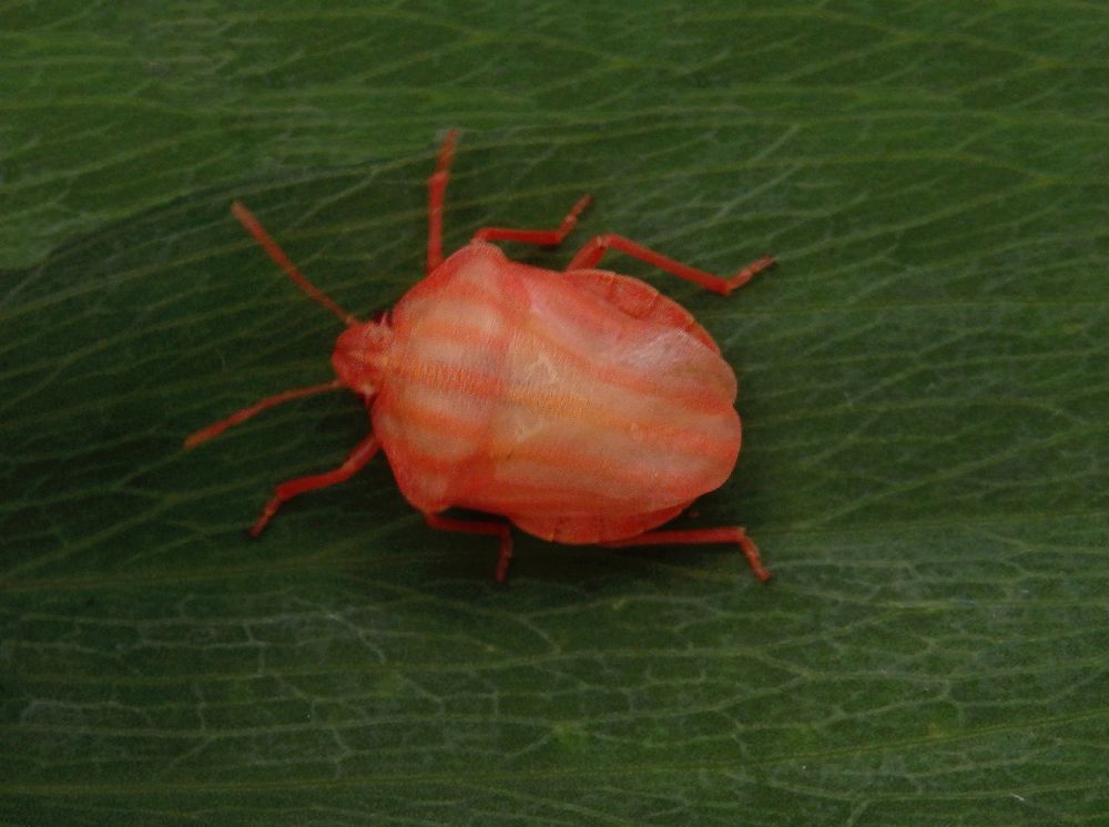 Streifenwanze (Graphosoma italicum) nach der letzten Häutung - Bild 1