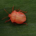 Streifenwanze (Graphosoma italicum) nach der letzten Häutung - Bild 1