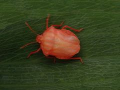 Streifenwanze (Graphosoma italicum) nach der letzten Häutung - Bild 1