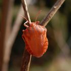 Streifenwanze (Graphosoma italicum) nach der letzten Häutung - Bild 2