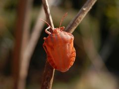 Streifenwanze (Graphosoma italicum) nach der letzten Häutung - Bild 2