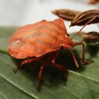 Streifenwanze (Graphosoma italicum) nach der letzten Häutung - Bild 2