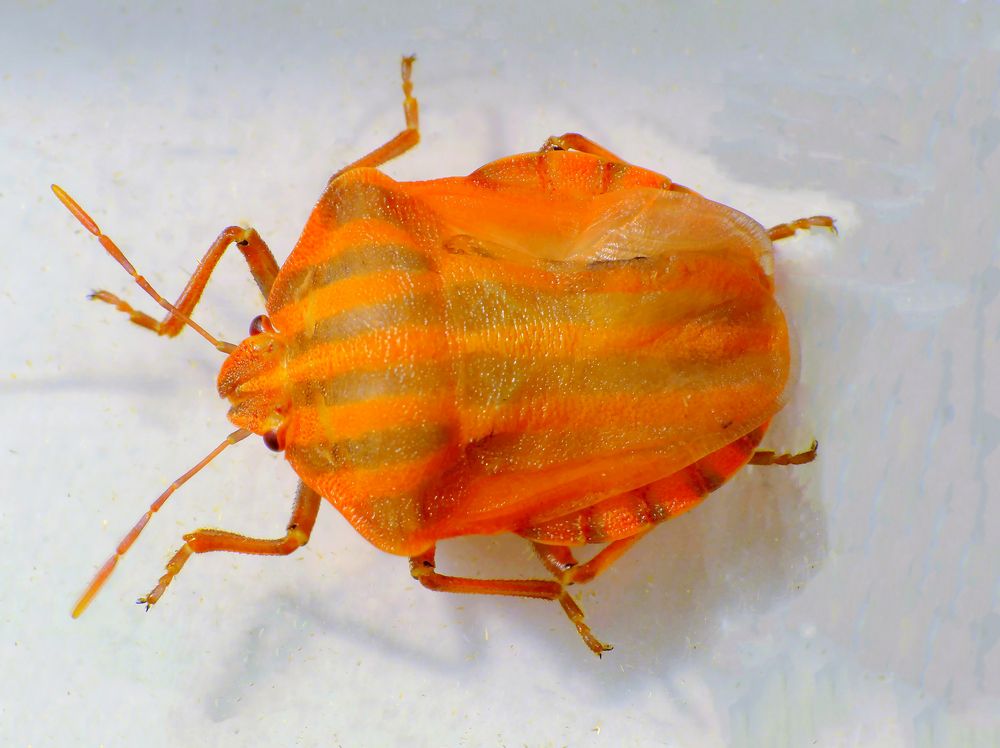 Streifenwanze (Graphosoma italicum) nach der letzten Häutung - Bild 3