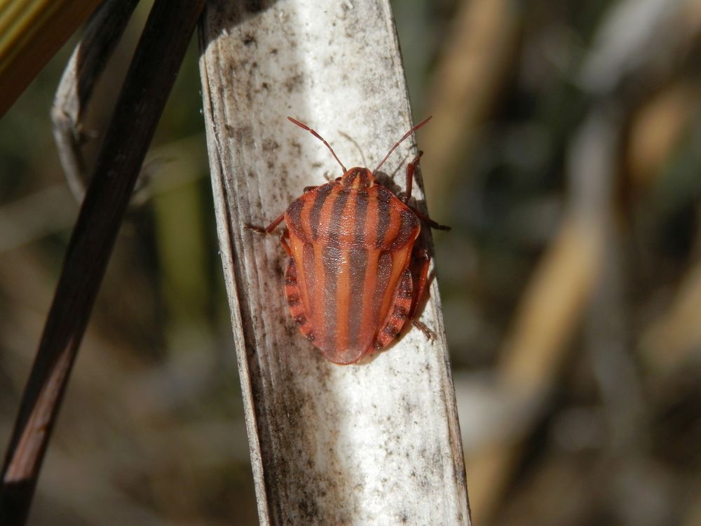 Streifenwanze (Graphosoma italicum) nach der letzten Häutung - Bild 3
