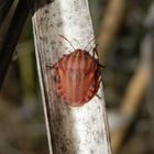 Streifenwanze (Graphosoma italicum) nach der letzten Häutung - Bild 3