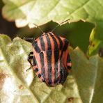 Streifenwanze (Graphosoma italicum) nach der letzten Häutung - Bild 4