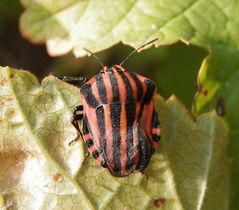 Streifenwanze (Graphosoma italicum) nach der letzten Häutung - Bild 4