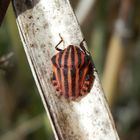 Streifenwanze (Graphosoma italicum) nach der letzten Häutung - Bild 4