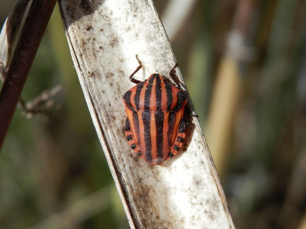 Streifenwanze (Graphosoma italicum) nach der letzten Häutung - Bild 4