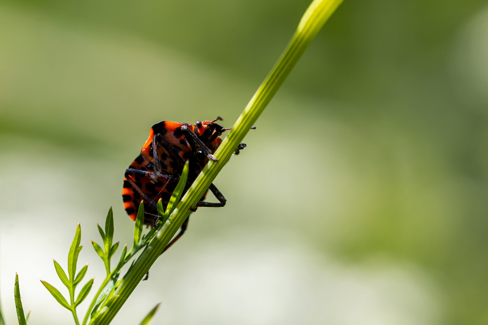 Streifenwanze (Graphosoma italikum)