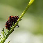 Streifenwanze (Graphosoma italikum)