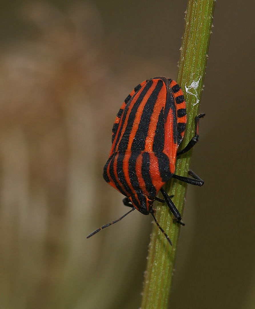 Streifenwanze (Graphosoma lineatum)