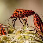 Streifenwanze (Graphosoma lineatum)